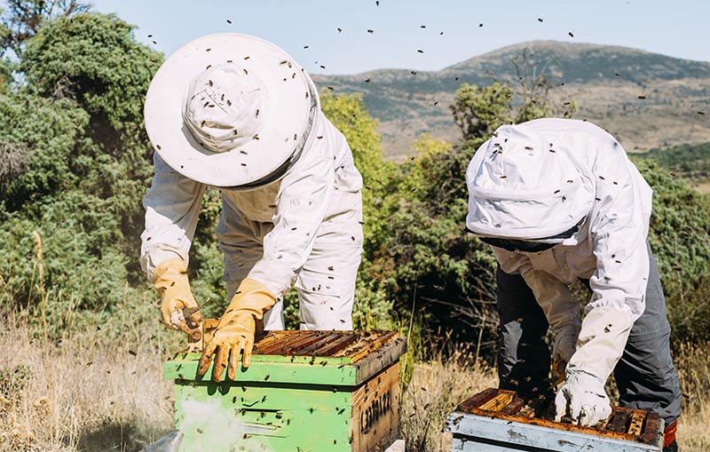 zdrowe pszczoły, zdrowy miód, polski miód, prawdziwy miód