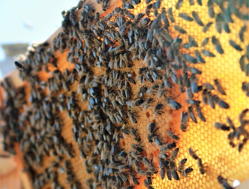 miód akacjowy, zdrowe pszczoły, ekologiczny sklep z miodem