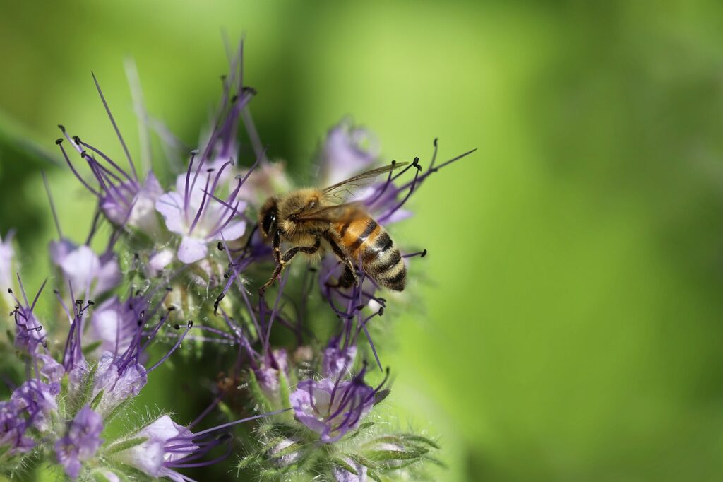 rośliny miododajne dla pszczół, sklep z miodami online, miód faceliowy, ekologiczny miód