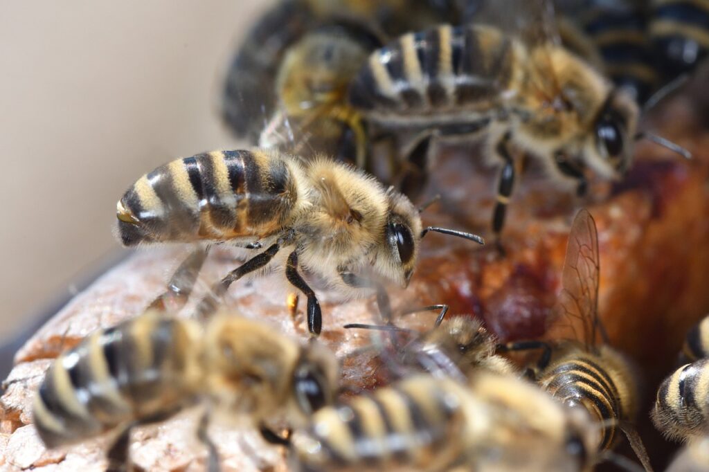 miod gryczany, miod z gryki, miod prosto z pasieki