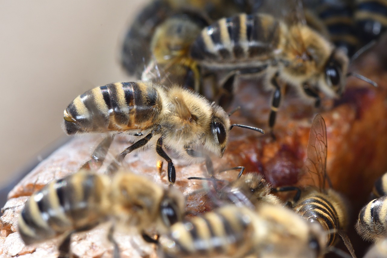 miod gryczany, miod z gryki, miod prosto z pasieki