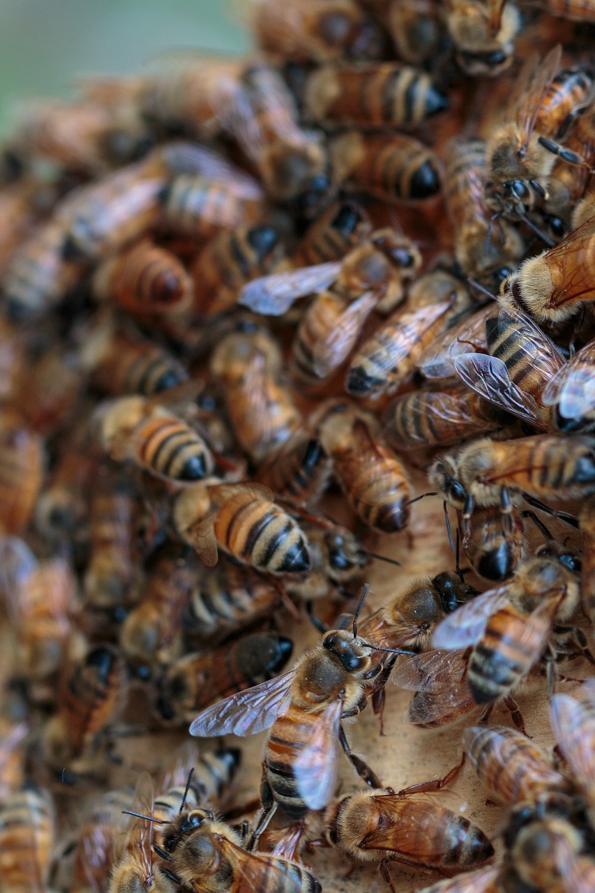 ekologiczna pasieka, miododpszczol.pl