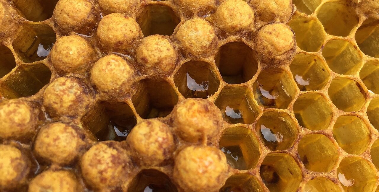 wosk pszczeli, plaster miodu, prawdziwy miod z pasieki