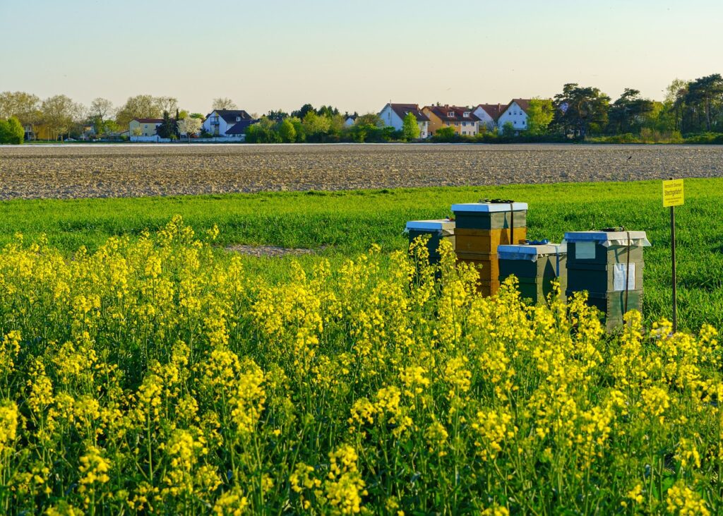 mobilna pasieka, prawdziwy polski miod, miod ekologiczny