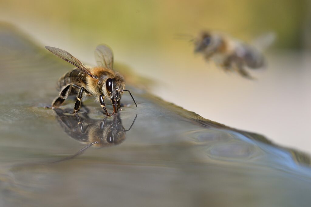 zrównoważona produkcja pszczelarska,miod ekologiczny