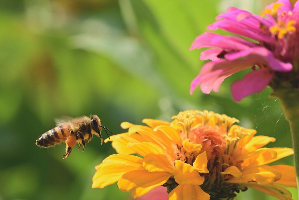 miod, nektar, miody odmianowe, pasieka ekologiczna