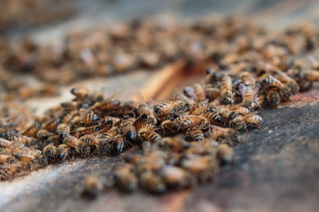 podział pracy w ulu, rodzina pszczela, role w rodzinie pszczelej