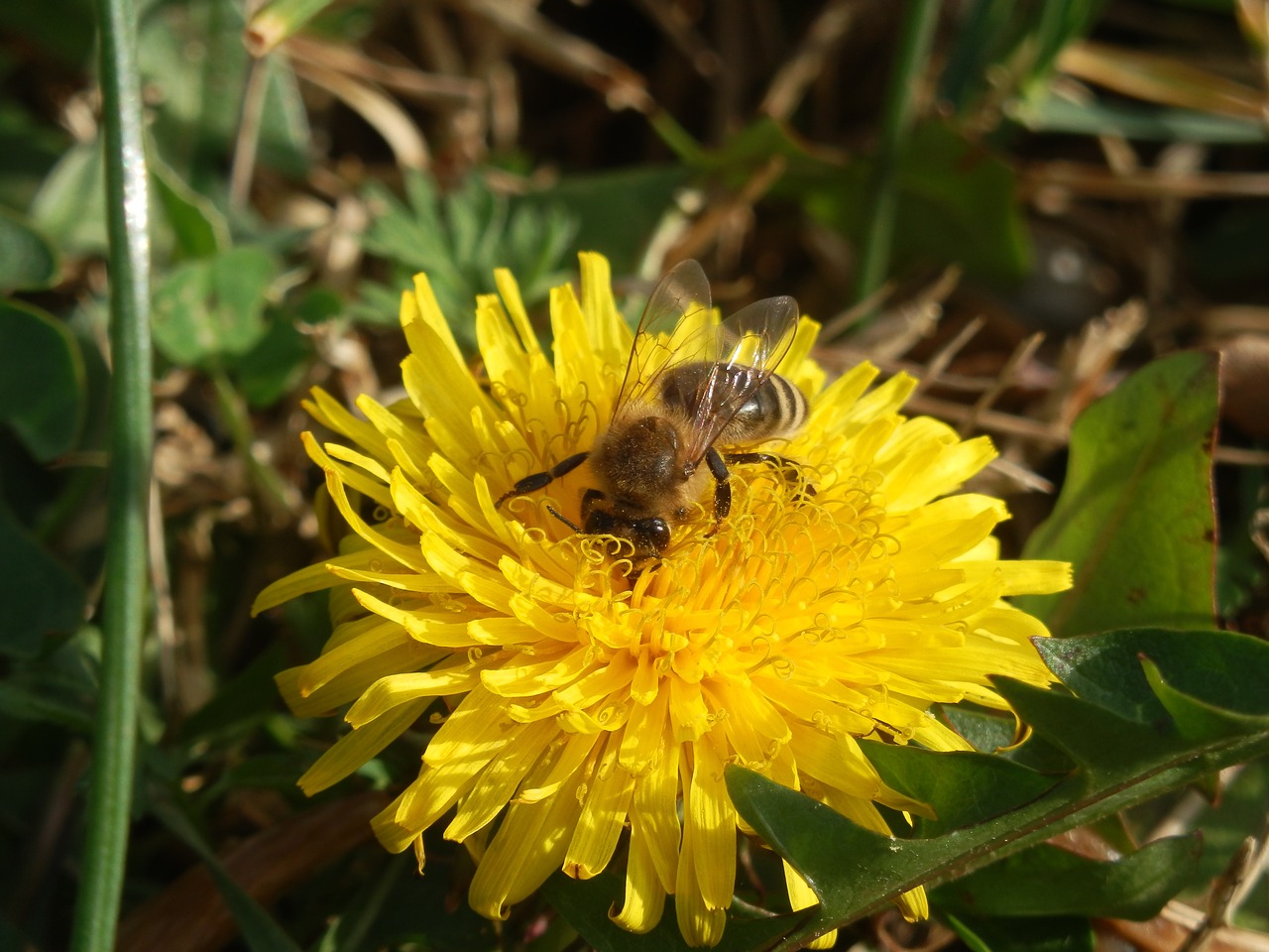 miod wielokwiatowy, pszczoły, miododpszczol.pl sklep