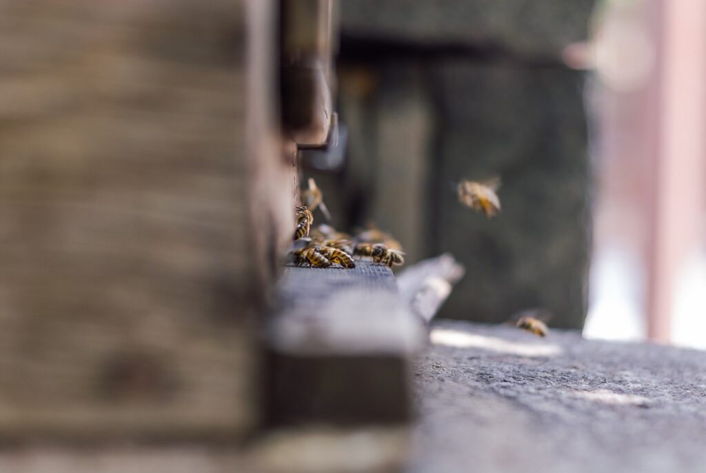 mobilna pasieka, pasieka wedrowna, pasieka pomorze