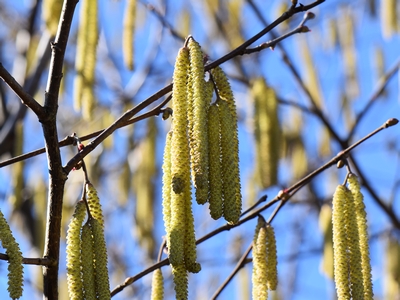 pozytek pszczeli, leszczyna, miododpszczol.pl