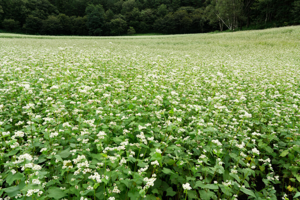 rośliny miododajne dla pszczół, miod gryczany, pole gryki, prawdziwy polski miod z pasieki