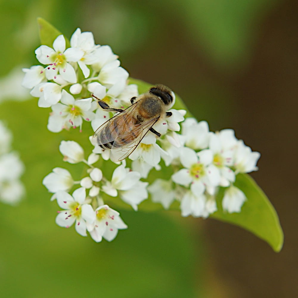 pszczele ciekawostki, miod z pasieki miododpszczol.pl pomorze