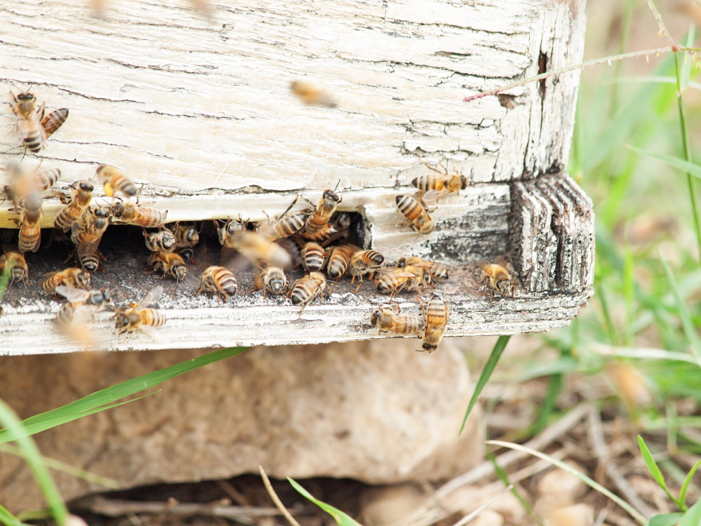 pszczelarstwo ekologiczne, ekologiczny miod sklep online, miod i produkty pszczele sklep