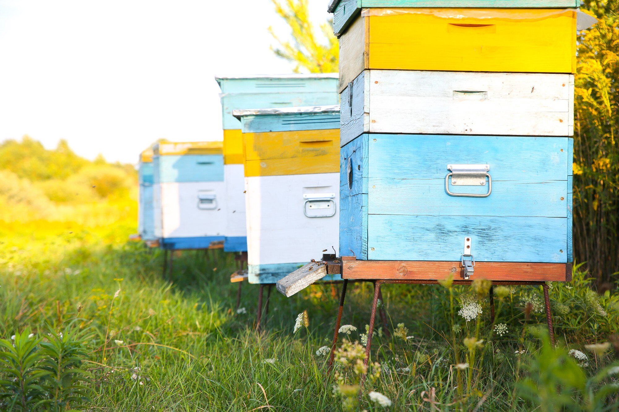 pasieka miod od pszczol.pl, pielęgnacja pasieki,