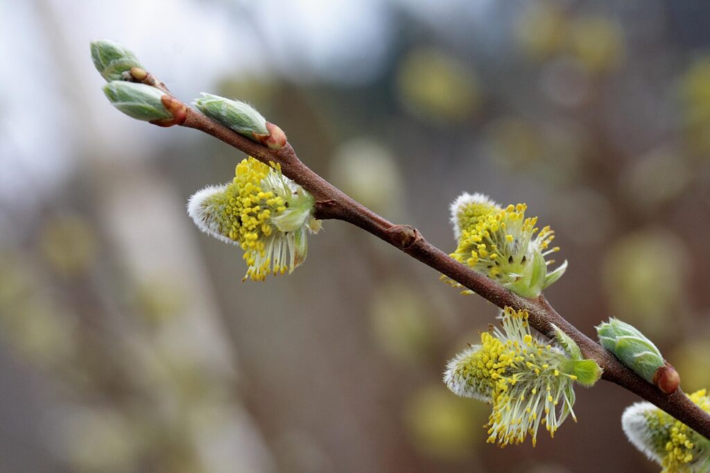pyłek pszczeli, pyłek kwiatowy sklep online